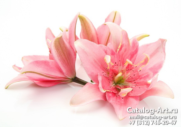 Pink lilies 33